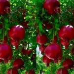 Anor Haqida Malumot: Foydalari, Navlari va Parvarishlash Sirlari